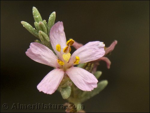 thyme seaheath,frankenia,frankenia reuteri
